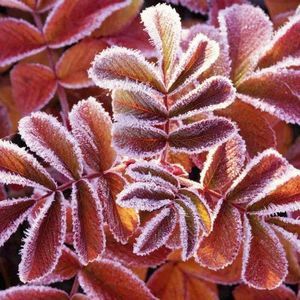 Meet your Posher, Lana